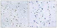 Nephrocystin-4 Polyclonal Antibody