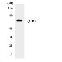 Nephrocystin-5 Polyclonal Antibody