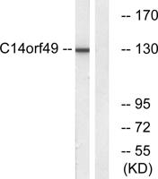 Nesprin-3 Polyclonal Antibody
