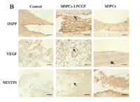 NEST Polyclonal Antibody