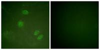Net Polyclonal Antibody