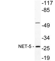 NET-5 Polyclonal Antibody
