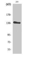 HER2 Polyclonal Antibody