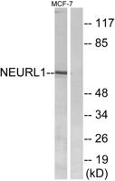 Neuralized-1 Polyclonal Antibody