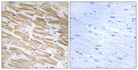 Neuralized-2 Polyclonal Antibody