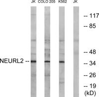 Neuralized-2 Polyclonal Antibody