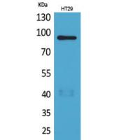 Neuregulin-2 Polyclonal Antibody