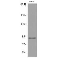 Neuregulin-2 Polyclonal Antibody