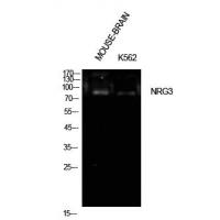 Neuregulin-3 Polyclonal Antibody