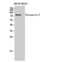 Neuregulin-3 Polyclonal Antibody