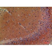 Neuregulin-3 Polyclonal Antibody