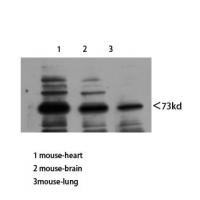 Neuregulin-3 Polyclonal Antibody