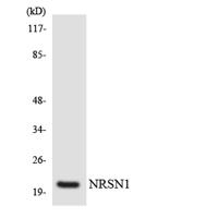 Neurensin-1 Polyclonal Antibody