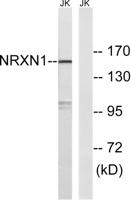 Neurexin I Polyclonal Antibody