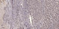 Neurexin I Polyclonal Antibody