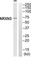 Neurexin IIIβ Polyclonal Antibody