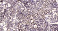 Neurexin IIIβ Polyclonal Antibody