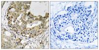 Neurexophilin-1 Polyclonal Antibody
