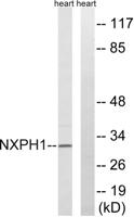 Neurexophilin-1 Polyclonal Antibody