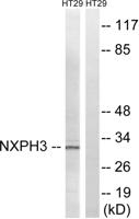 Neurexophilin-3 Polyclonal Antibody