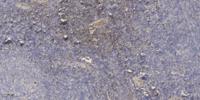Neurexophilin-3 Polyclonal Antibody