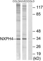 Neurexophilin-4 Polyclonal Antibody