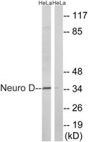 Neuro D Polyclonal Antibody