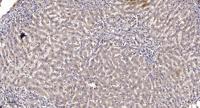 Neuro D Polyclonal Antibody