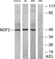 Neuro D2 Polyclonal Antibody