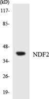Neuro D2 Polyclonal Antibody