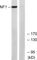 Neurofibromin Polyclonal Antibody
