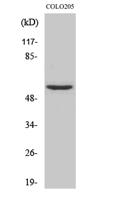 Neuroglycan C Polyclonal Antibody