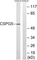 Neuroglycan C Polyclonal Antibody