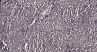 Neuroglycan C Polyclonal Antibody
