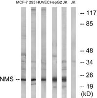 Neuromedin-S Polyclonal Antibody