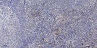 Neuromedin-S Polyclonal Antibody