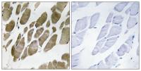 Neuromedin-U Polyclonal Antibody