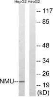 Neuromedin-U Polyclonal Antibody
