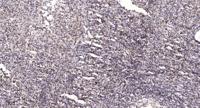 Neuron Navigator 2 Polyclonal Antibody