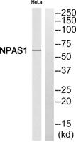Neuronal PAS1 Polyclonal Antibody