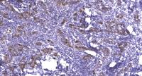 Neuronal PAS1 Polyclonal Antibody