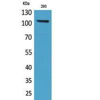 Neuropilin Polyclonal Antibody