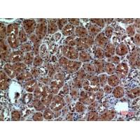 Neuropilin Polyclonal Antibody