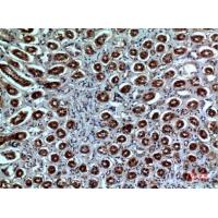 Neuropilin Polyclonal Antibody