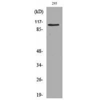 Neuropilin Polyclonal Antibody
