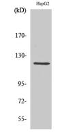 Neuropilin-1 Polyclonal Antibody