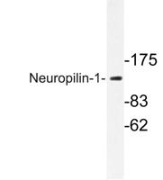 Neuropilin-1 Polyclonal Antibody