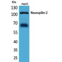 Neuropilin-2 Polyclonal Antibody