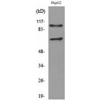Neuropilin-2 Polyclonal Antibody