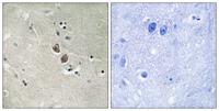 Neuroplastin Polyclonal Antibody